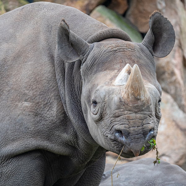 javan-rhino.jpg