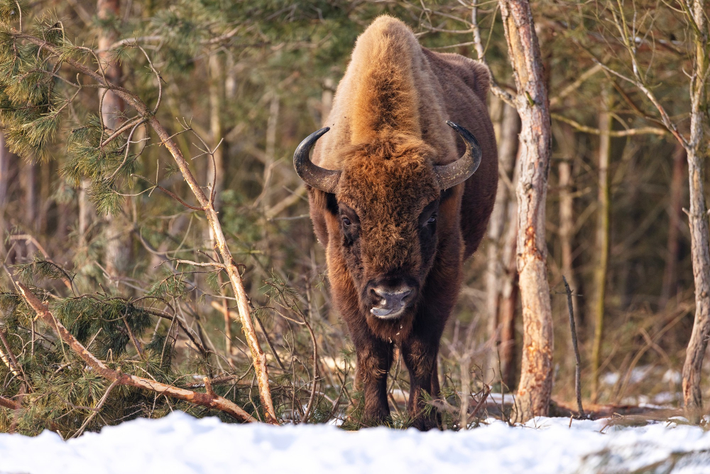 what-is-american-bison.jpg