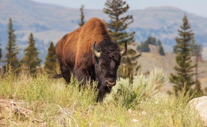 What is Special About The American Bison?