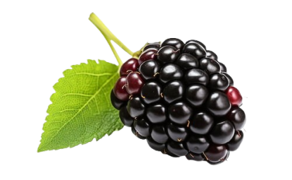 Blackberry Tea Benefits