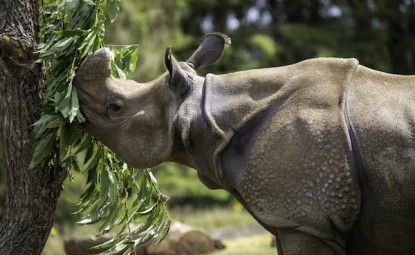 Rare and Endangered: The Final Call of the Javan Rhino