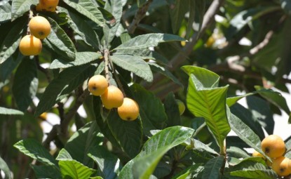 Maltese Plum